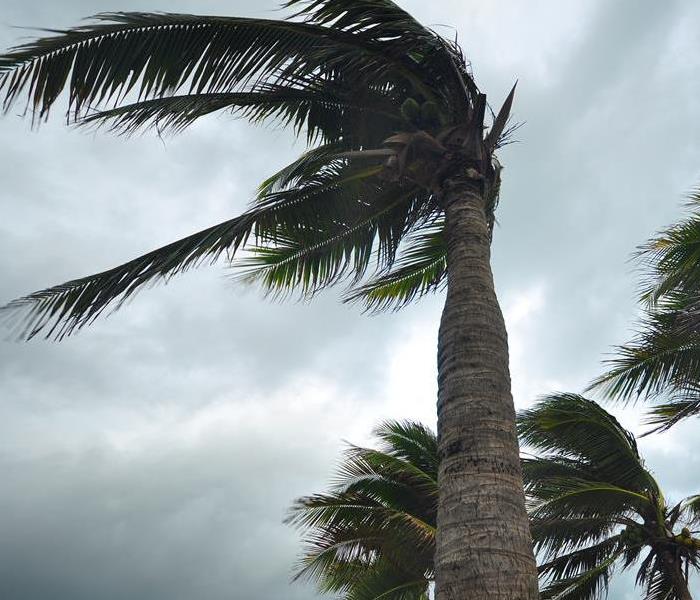 Palm Trees Blowing During a Storm